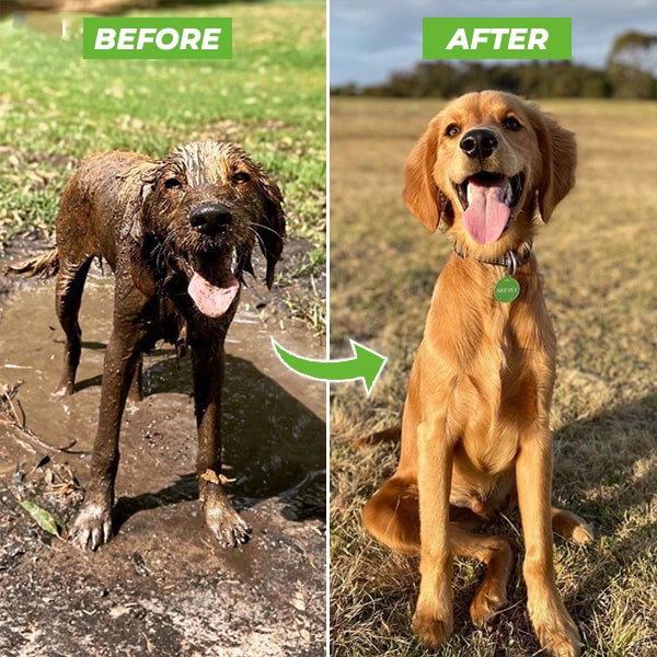 Pup Jet Care | Dog Washer Attachment